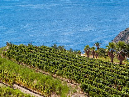 Traumlage: Seit der Zeit der alten Griechen wird auf der Insel Ischia Weinbau betrieben.