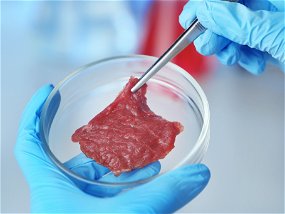 Scientist inspecting meat sample at laboratory