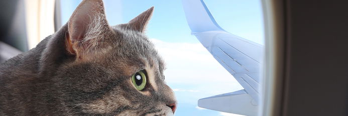 The curious case of the cat on a plane - Falstaff