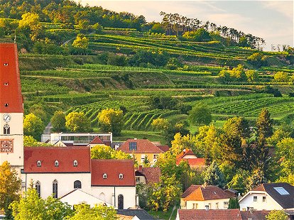 Kein anderes Weinbaugebiet ist so stark von einer einzigen Rebsorte geprägt wie das Traisental mit seinem Veltliner-Anteil von über 60 Prozent.