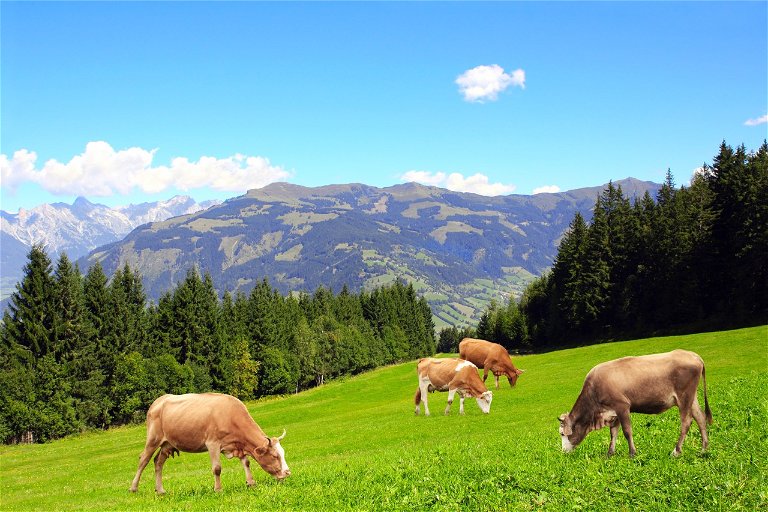 Wie hier in Tirol soll es für die Tiere in Österreich auch in Zukunft aussehen.