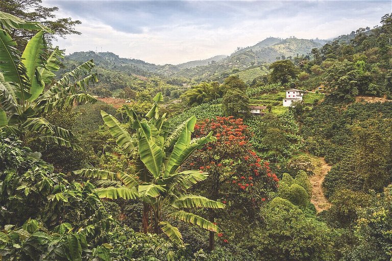 Kolumbien, ein Land der Gegensätze: Undurchdringlicher Dschungel und riesige Kaffeeplantagen sind hier ebenso allgegenwärtig wie karibische Traumstrände und wunderschöne Städte mit kolonialer Architektur.
