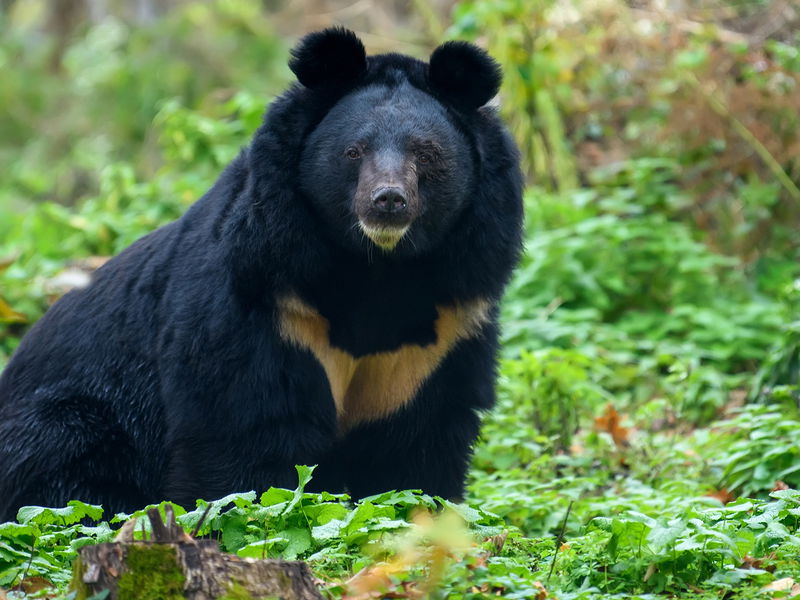 Vending machine has a new addition to its offerings – bear meat - Falstaff