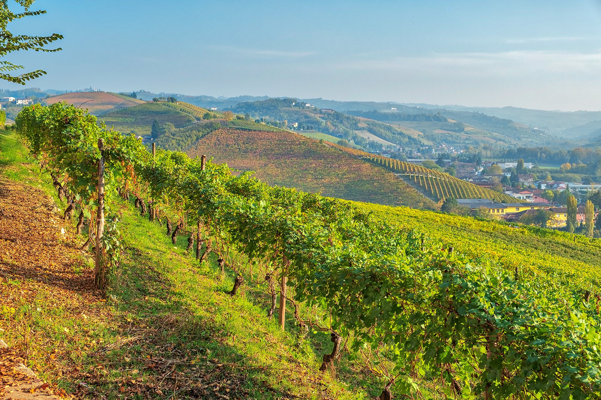Vinery region of Piemonte, Northern Italy.