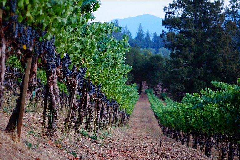 The area is sandwiched between the valley-floor vineyards of St. Helena and the high-altitude vines of Howell Mountain.