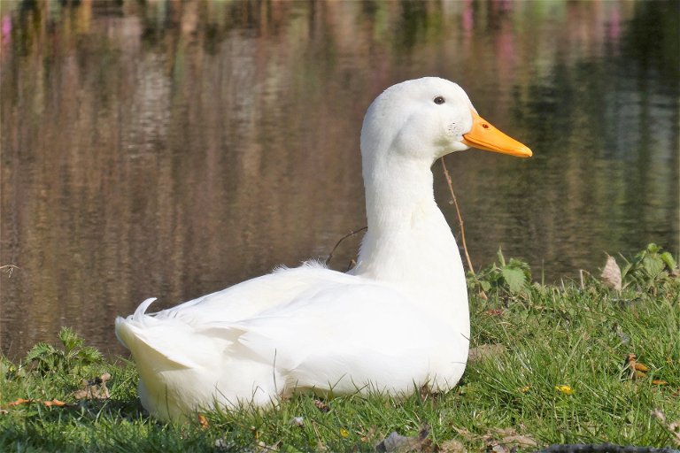 The famous Aylesbury duck