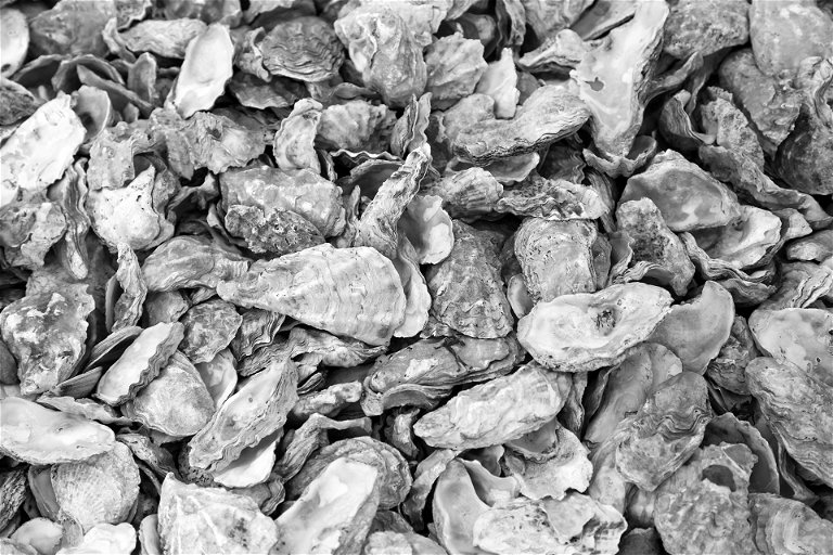 Discarded oyster shells on beach in Mersea Island.