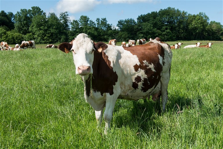 Jede Kuh hat ein Anrecht auf mindestens einen Hektar Weideland.