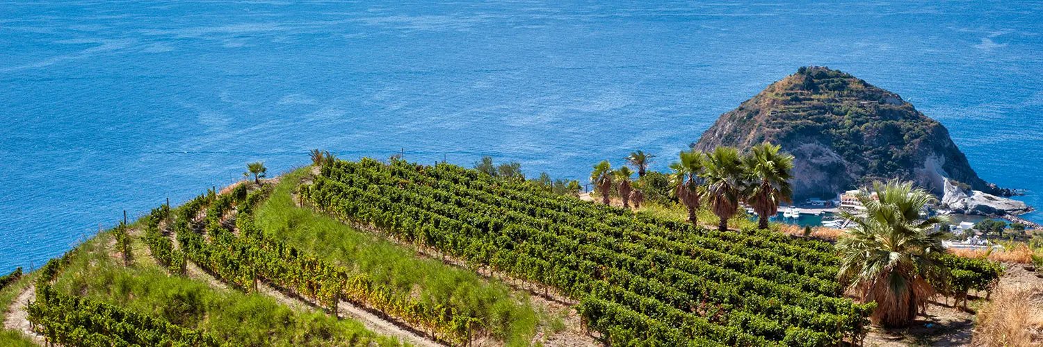 Winegrowing has a long tradition at Ischia