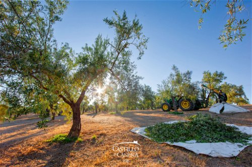 Tradition, Nachhaltigkeit und Exzellenz schreiben sich die Olivenunternehmer rund um die Burg von Canena auf die Fahnen. 