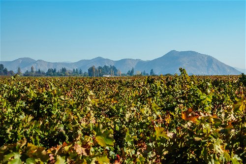 Vineyard in Pirque, Santiago Metropolitan Region, Chile