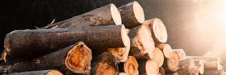 Der Holzreifungsprozess ist essenziell für die anschließende Weinwerdung.