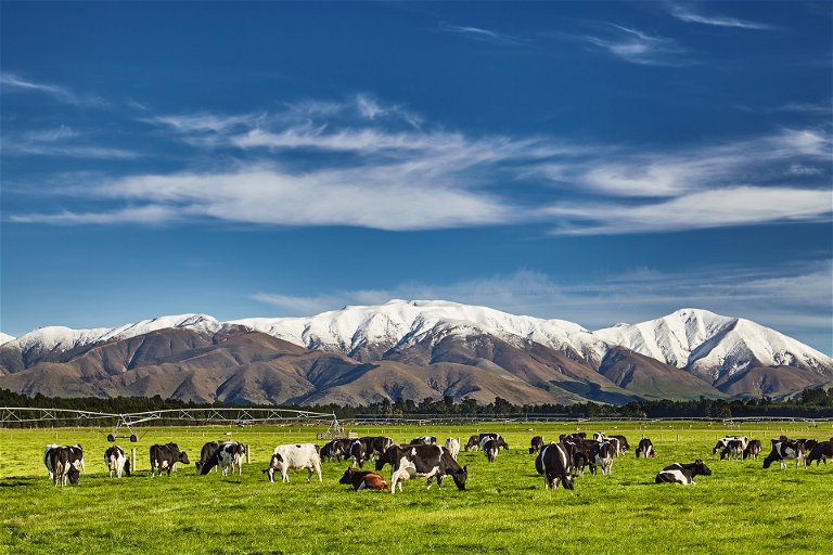 Grazing cows in New Zealand