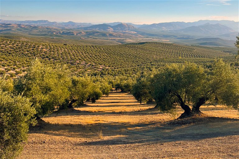 Die Olivenhaine von »Solo Aceite« werden mit größter Sorgfalt gepflegt und geerntet. Die Herstellung ist von klein auf ein wichtiges Thema.