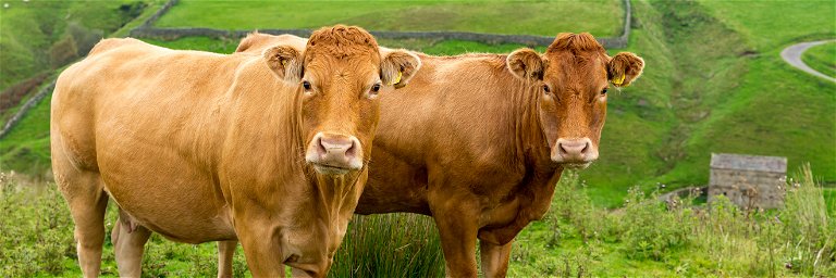 Cows will have to eat methane blockers