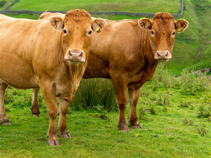 Limousin cows in the Yorkshire Dales.  Close up of two inquisitive cows facing forward on the