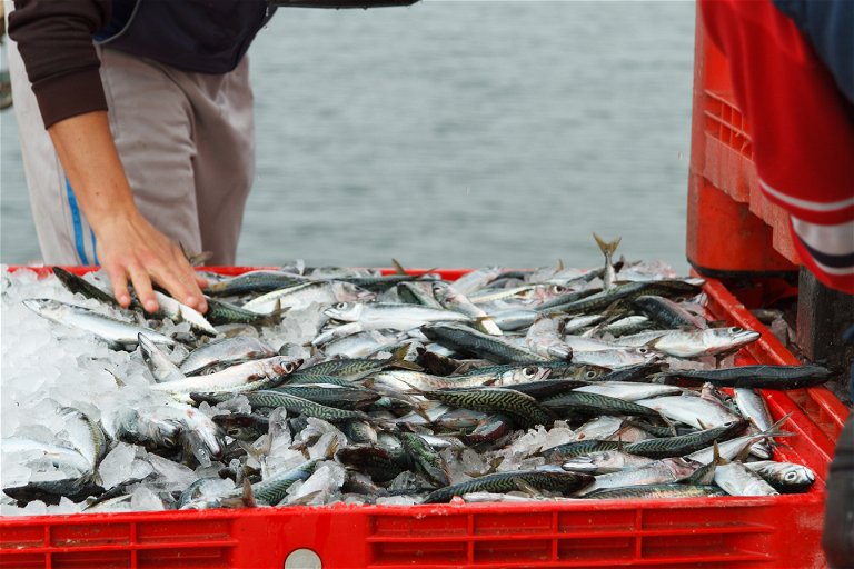 Iberostar wants to source 100 per cent of fish and seafood products from responsible sources.