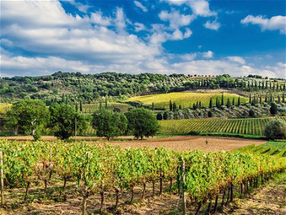 Sanfte Hügel mit Wein, Oliven und Eichenwald prägen das Landschaftsbild von Montalcino. 