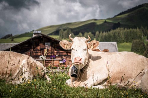 Gstaad ist echt! Noch heute gibt es 350 Bauernbetriebe in der Region, die insgesamt 11.000 Kühe halten.