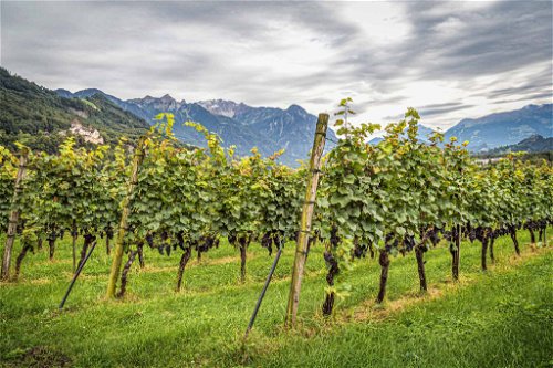 Die Weinlage Herawingert ist mit ihren vier Hektar die bedeutendste Weinlage im Fürstentum Liechtenstein. Sie gehört zur Hofkellerei des Fürsten von Liechtenstein.