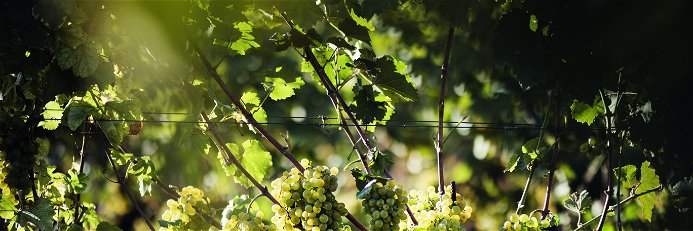 Perfekte Traubenqualität ist der Grundstock vom Weingut Müller
