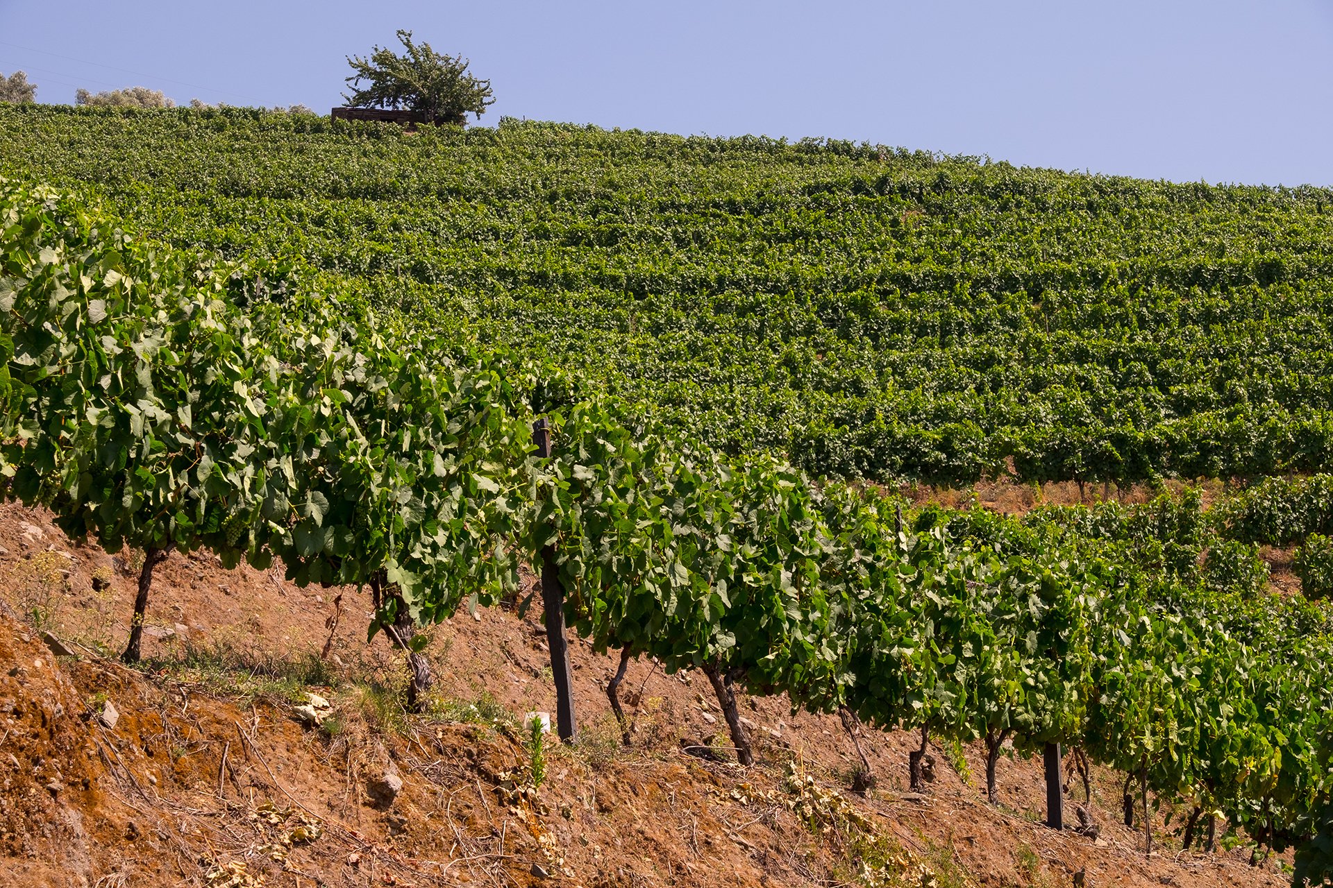 Quinta do Vallado vineyards.