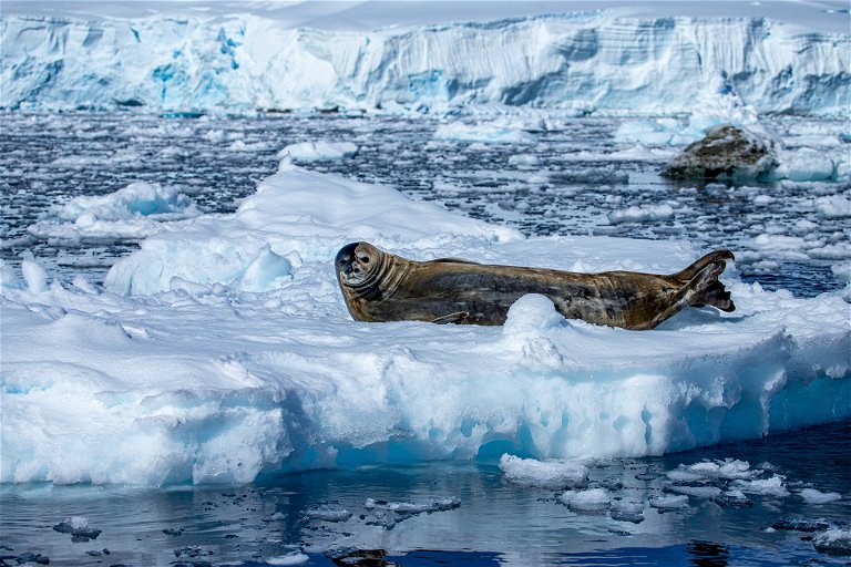 Weddell seal resting on an ice floe on the Antarctic Peninsula.