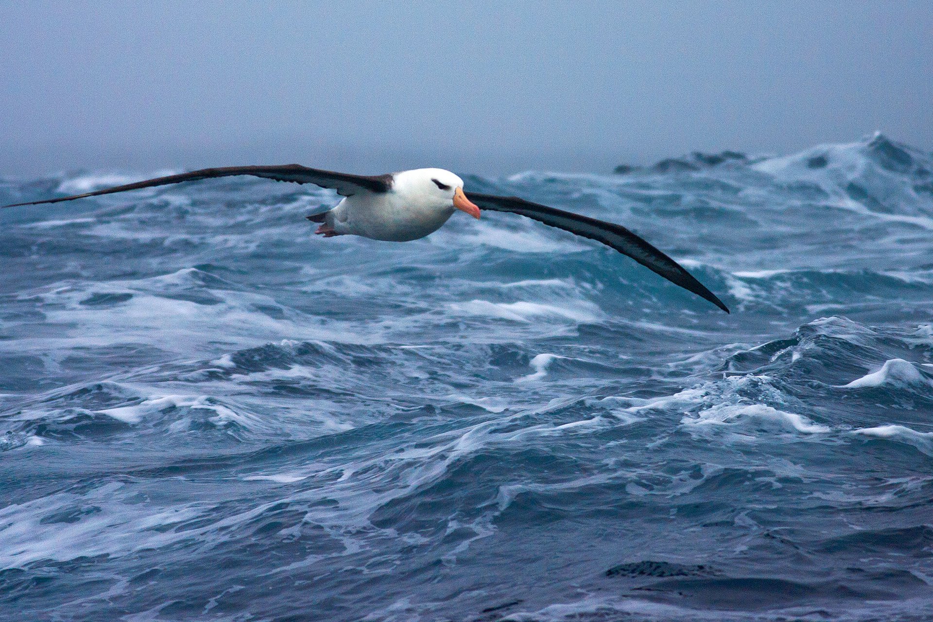Black-browed Albatross in flight over the southern Atlantic oceans near Antarctica.