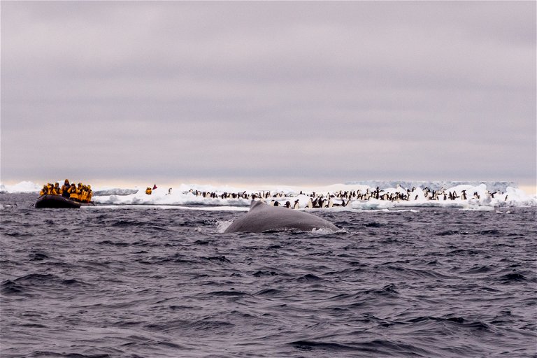 Sightseers in a zodiac in Antarctica watch a humpack whale.