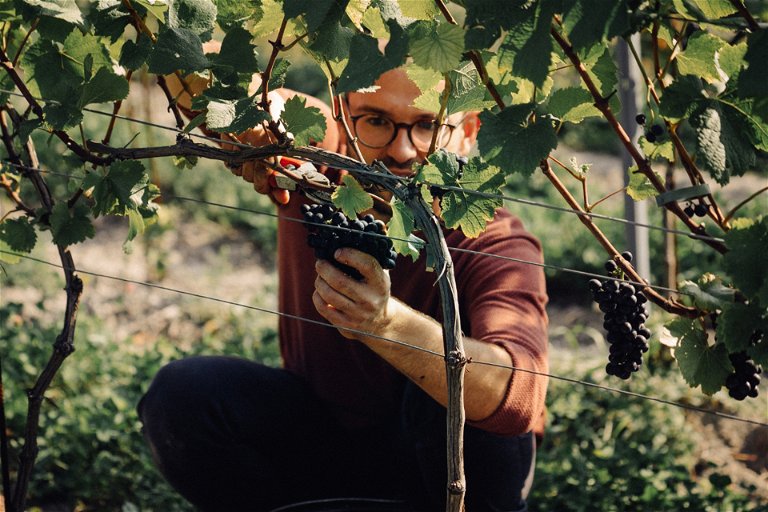 Kamil Barczentewicz believes in the potential of Pinot Noir in Poland.