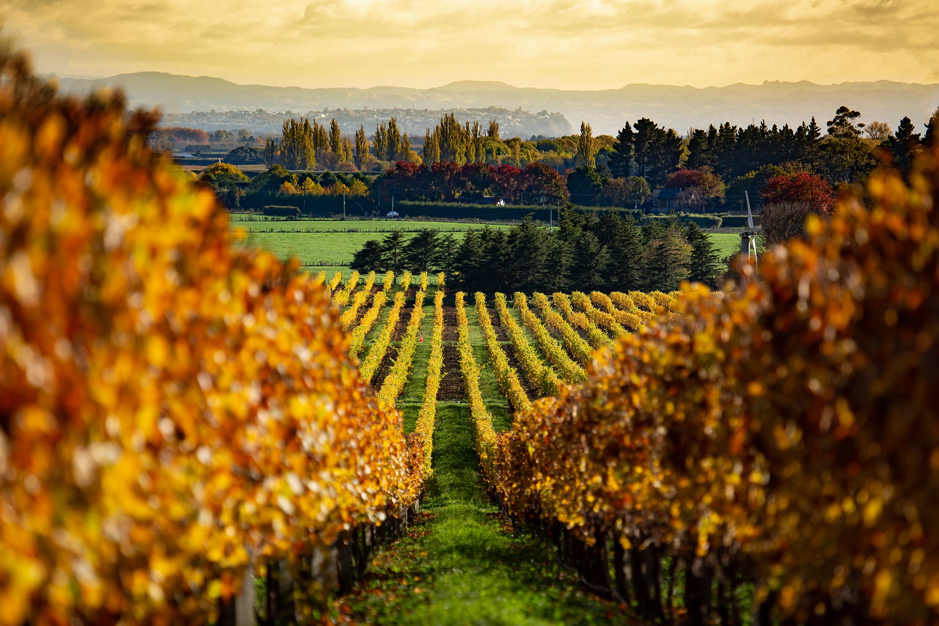 Autumn colour in the vineyard, Hawkes Bay New Zealand.