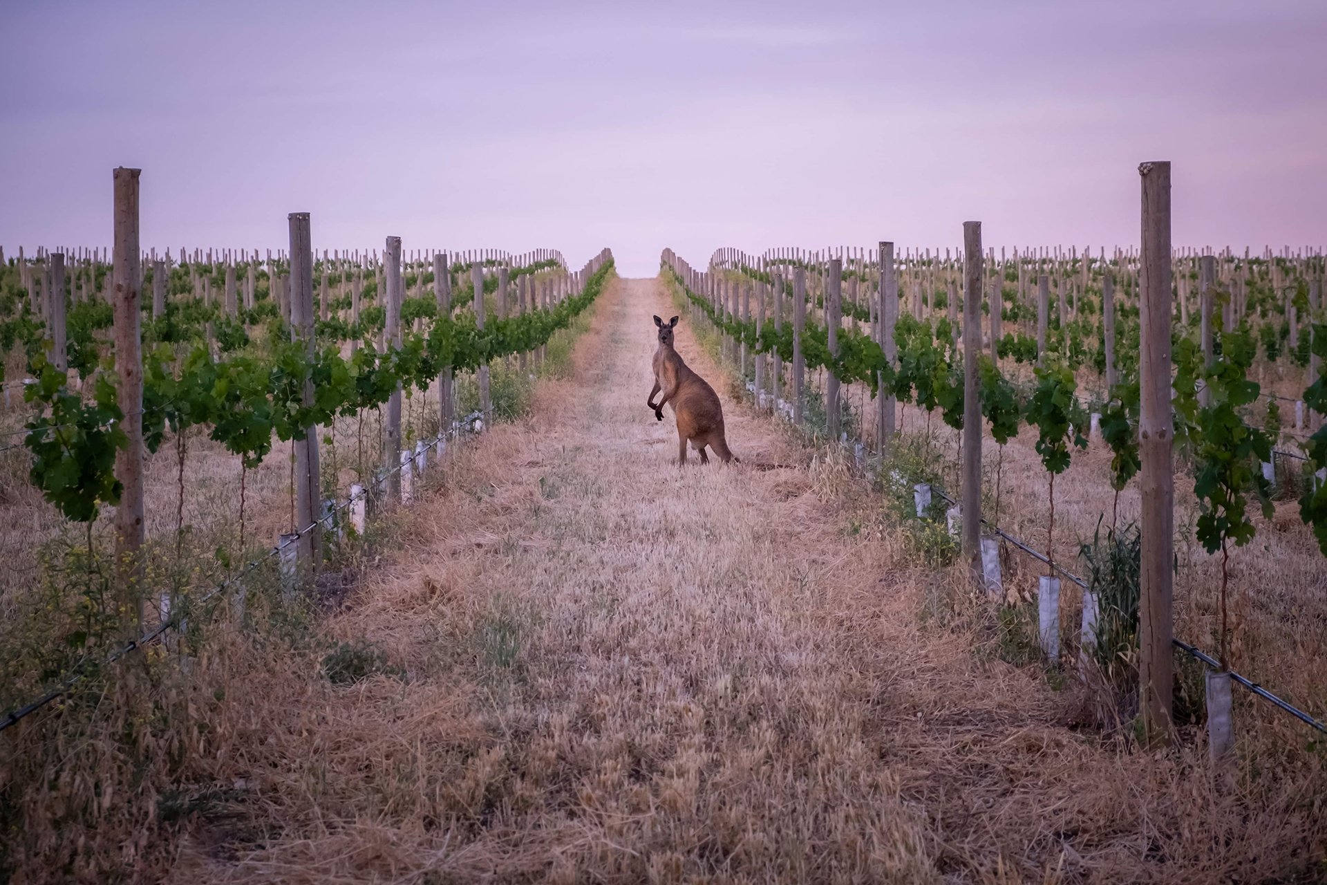 Vines (and a kangaroo) in Barossa, Australia.