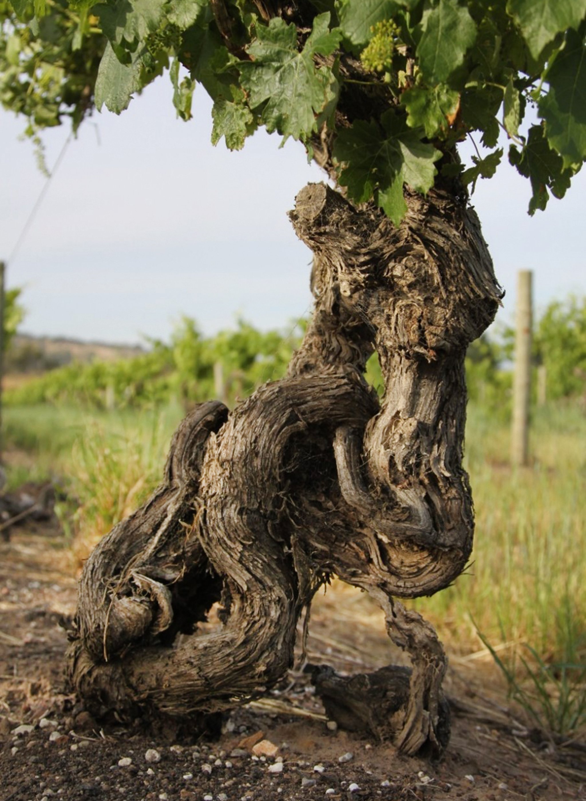 Old vines - here from Château Tanunda in the Barossa Valley/Australia - often have the appearance of small tree trunks.