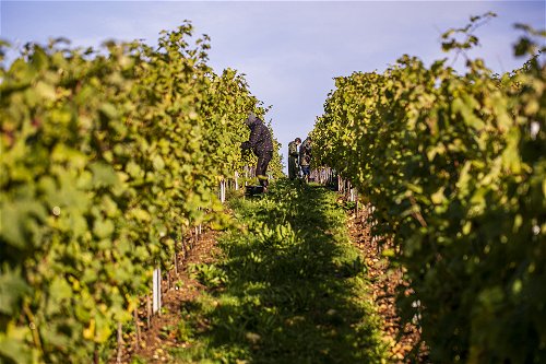 Harvest at Domaine Evremond.
