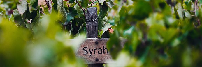 Syrah vineyard in Central Chile