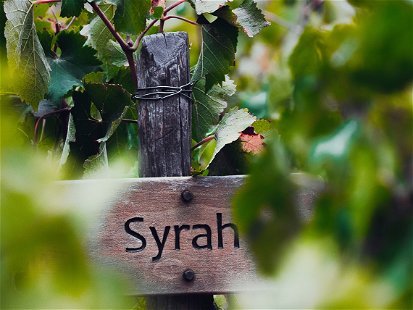 Syrah vineyard in Central Chile.