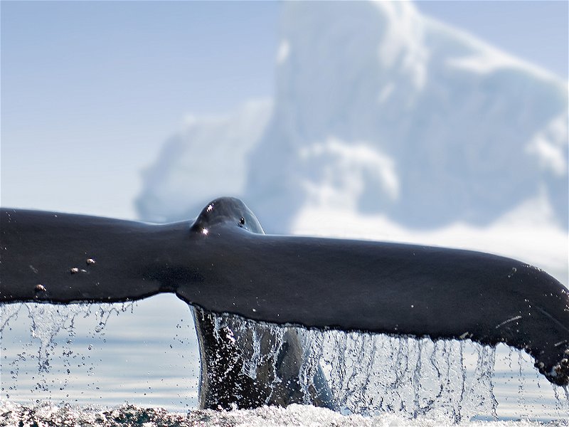 Top wildlife acitivities in Antarctica