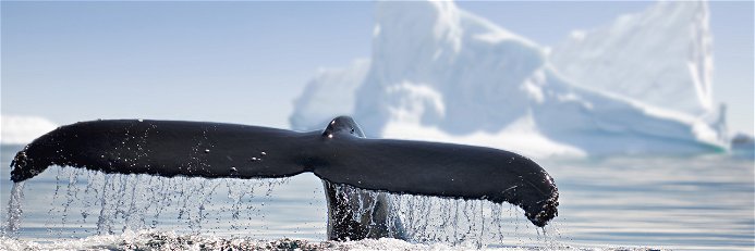 Top wildlife acitivities in Antarctica