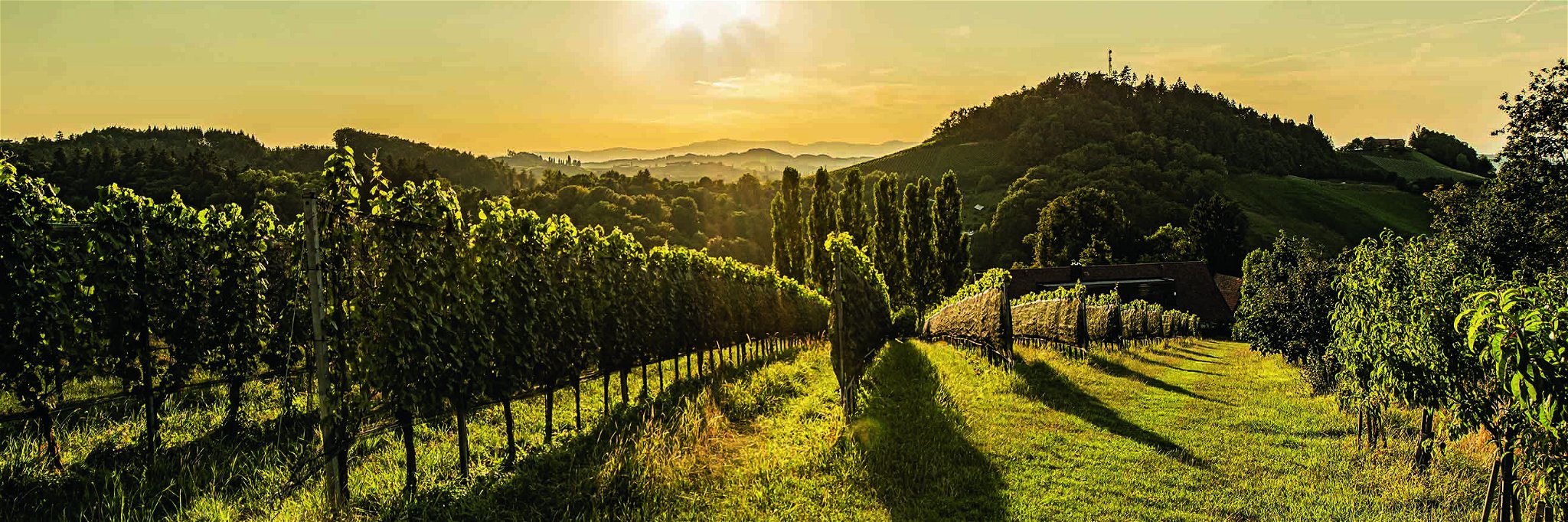 Das Weingut Maitz in der Südsteiermark legt großen Wert auf Qualität, Tradition und Nachhaltigkeit. Hier feiert der Welschriesling als Lagenwein schon  seit einiger Zeit seine Wiederauferstehung.