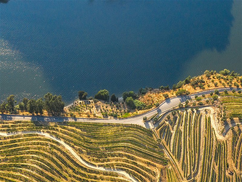Port wine farm in Douro