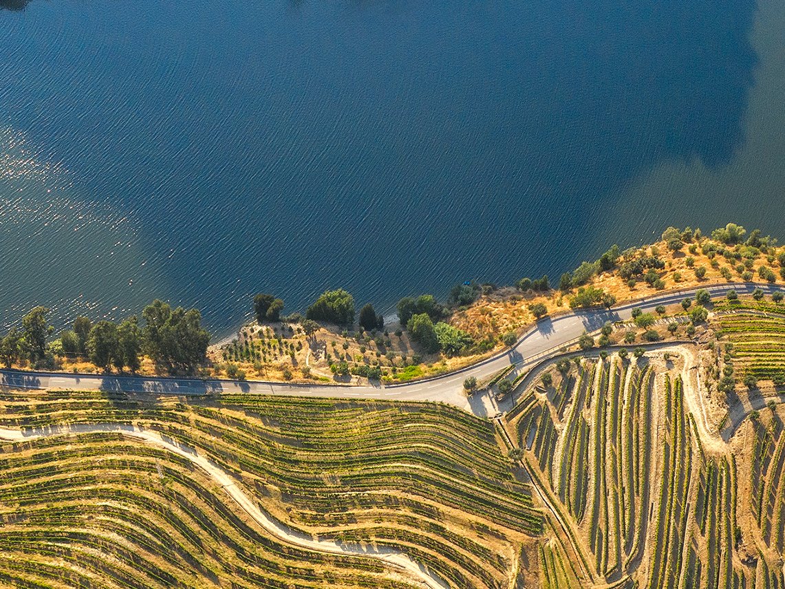 Port wine wine farm in Douro