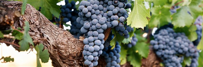 Winegrowers discovered very early on that the alien root changes the quality of the wine