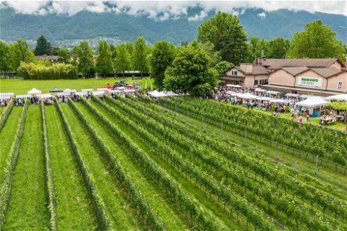 Das Weingut Terreni alla Maggia in Ascona.