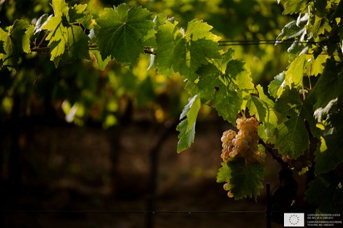 Die Weinreben des Vernaccia di San Gimignano