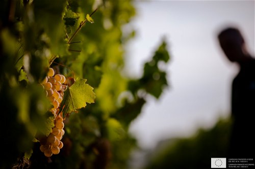 Perfekte Bedingungen in den Weinlagen