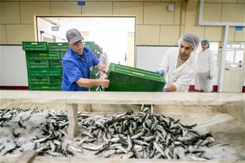 Die frischen Sardinen werden morgens vom Fischmarkt in die Manufaktur gebracht.