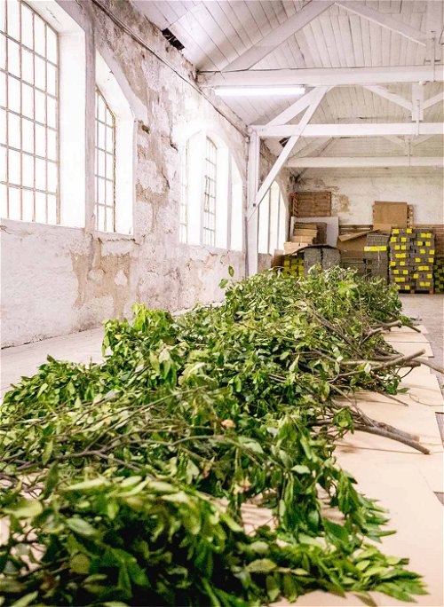 Die Lorbeeren für die Nuri Sardinenbüchsen werden von lokalen Bauern bezogen und in der Manufaktur zur Weiterverarbeitung vorbereitet.