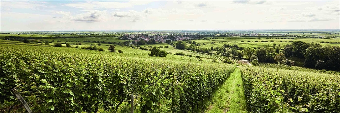 Blick vom Haardtrand über die Reben in die Rheinebene – hier aus den Weinbergen des Weinguts Bassermann-Jordan.