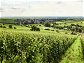 Deutsche Weinbaugebiete: Die Pfalz