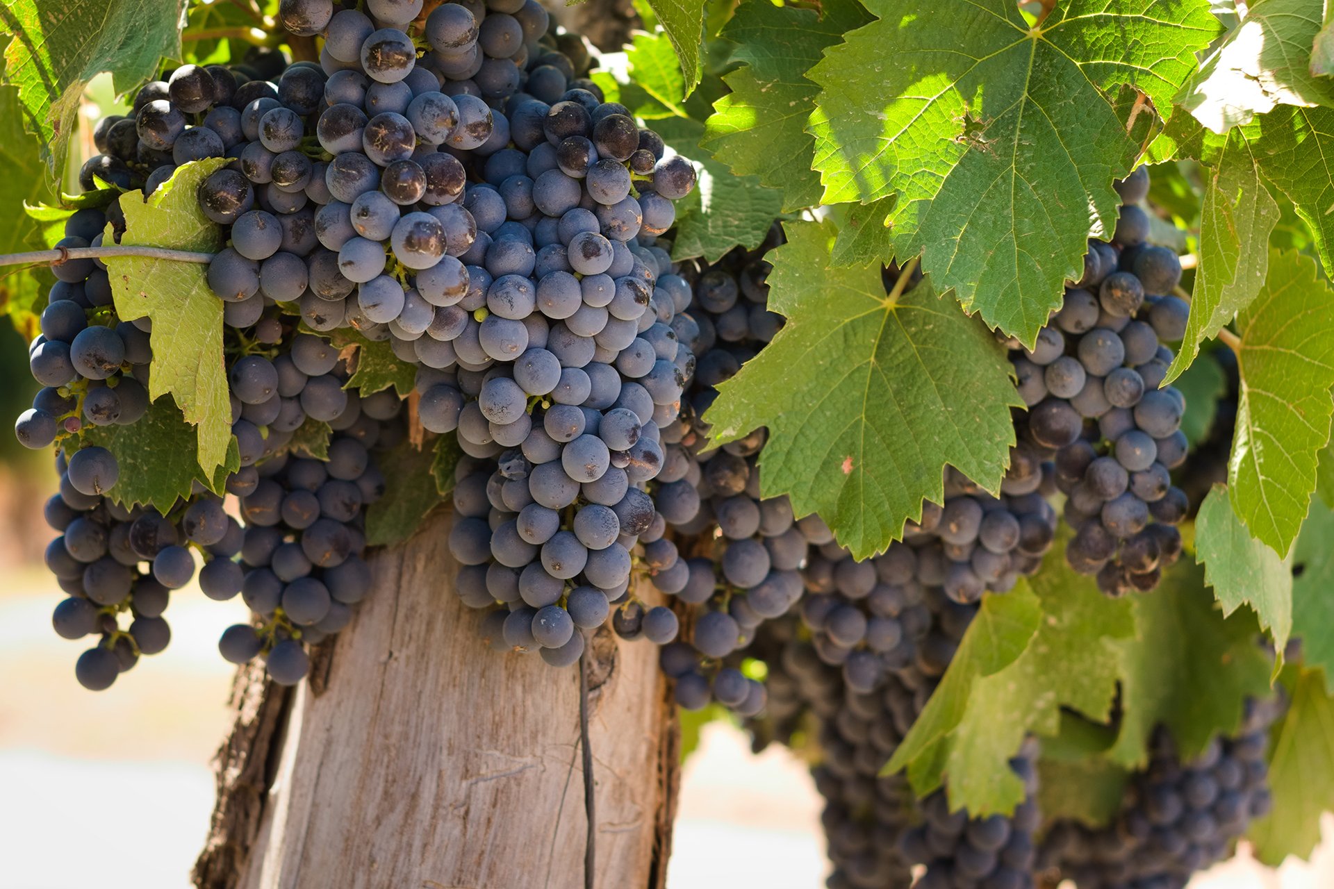 Bunch of ripe Malbec grapes at a vineyard in Mendoza, Argentina.